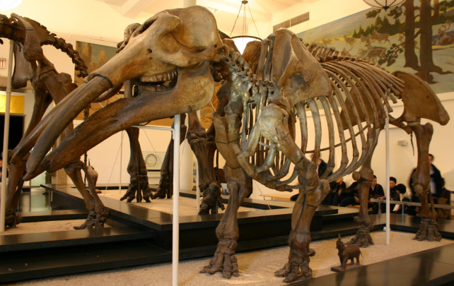 160406_south_america Gomphotherium