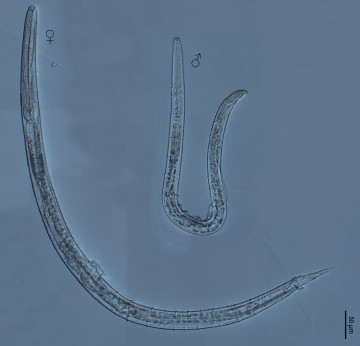 170227_Myolaimus ibericus (microscopio óptico)