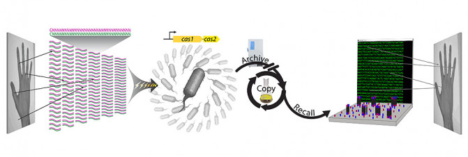 170718_ esquemacrisprpeli_Seth L. Shipman et al  Harvard University