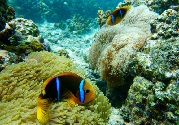 El color dorado de las anémonas de mar se debe a las microalgas que viven en sus tentáculos urticantes. Cuando aumenta la temperatura del agua, estos organismos que viven en simbiosis desaparecen lo que provoca el blanqueamiento de anémonas y corales, que también afecta a los peces payaso. / Suzanne C. Mills