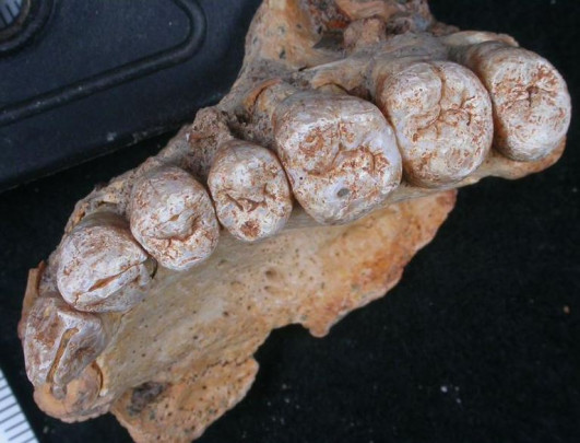 180125_humano_mandibula