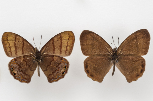 180408_mariposas1