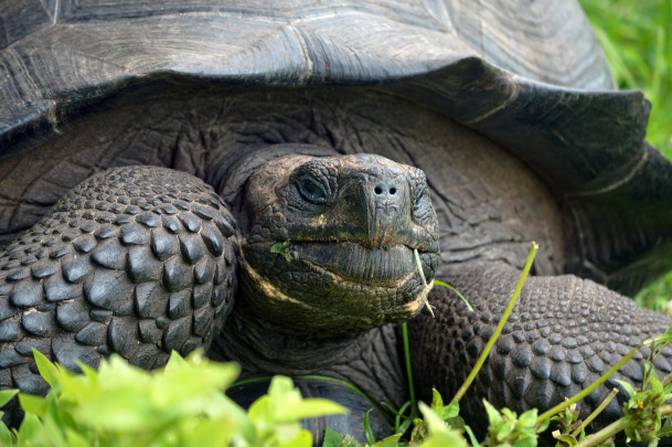 1_eastern_santa_cruz_tortoise