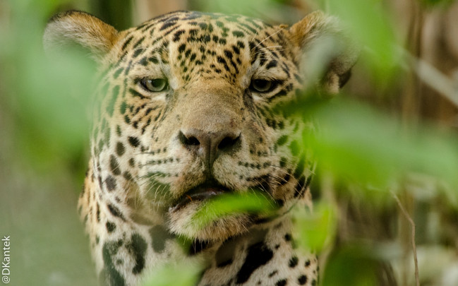 1_Jaguar en Pantanal Brazil_DanielKantek
