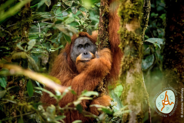 2. Pongo tapanuliensis-Togos