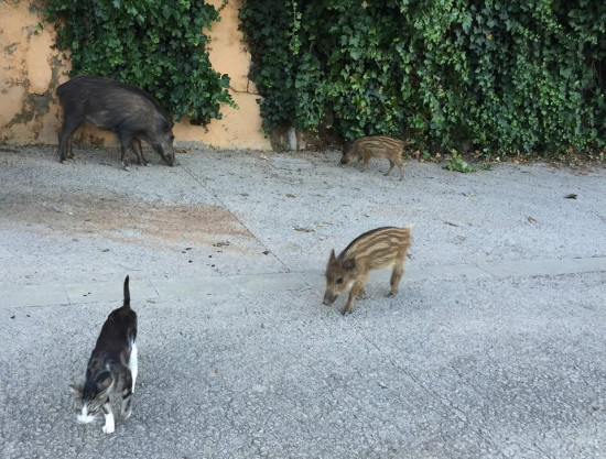 Gatos y jabalíes en Barcelona / Eugenio Fernández Suárez