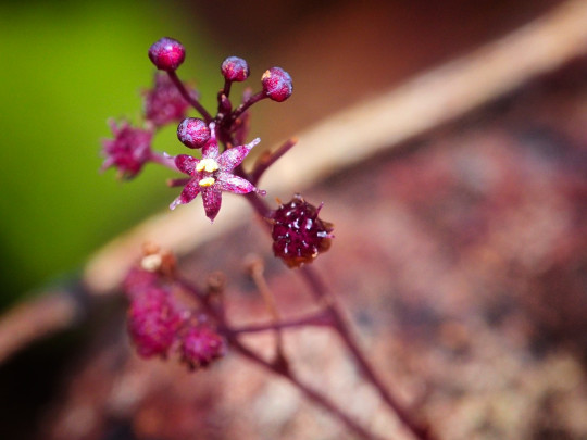 3. Sciaphila sugimotoi 