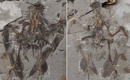 Holotipo de Archaeornithura meemannae. / Wang et al., Nature Communications