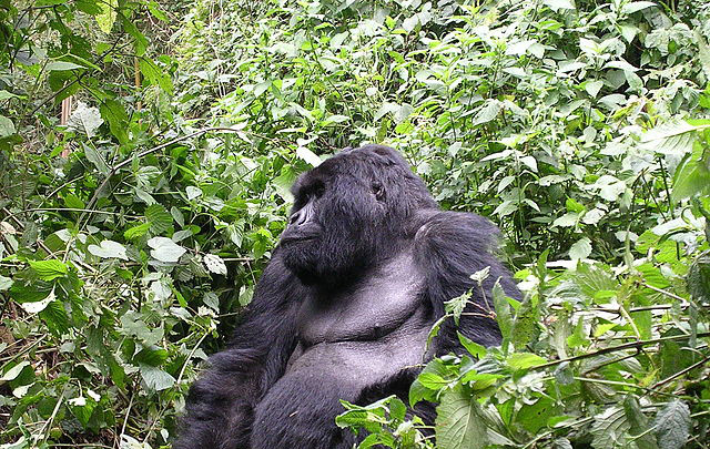 640px-I'm_sooooo_tired