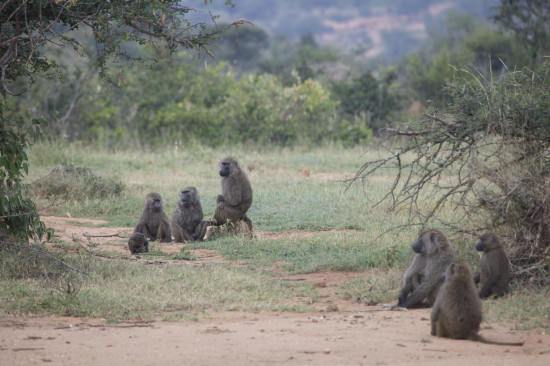 Una manada de babuinos en el Centro de Investigación Mpala en Kenia./ Rob Nelson