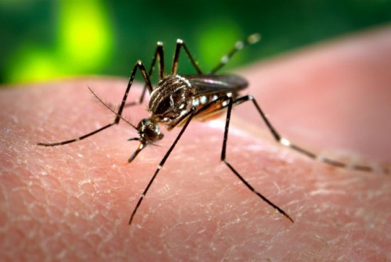 Aedes_aegypti_CDC-Gathany_wikipedia