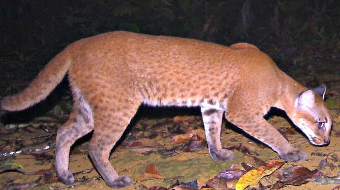 African golden cat Ok