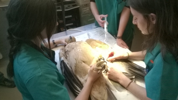 Águila imperial atendida en el hospital del GREFA