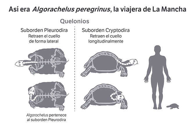 Algorachelus peregrinus esquema_671