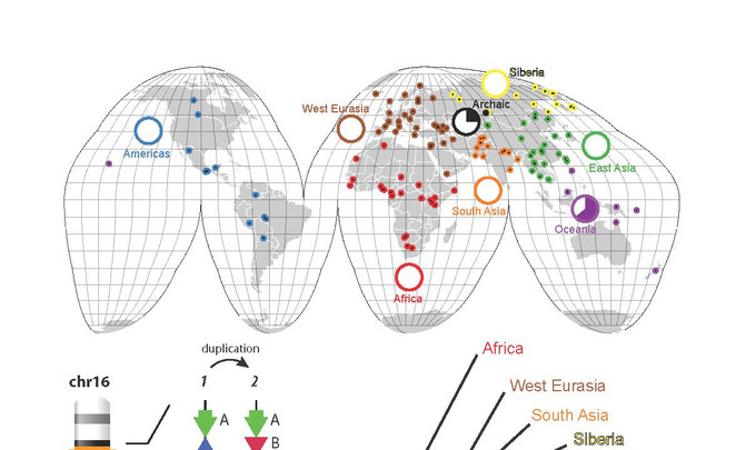 Análisis de los CNV en las distintas poblaciones del mundo y su evolución. / Peter H. Sudmant
