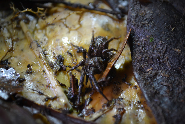 Araña de patas calvas
