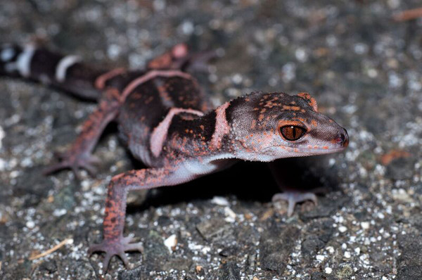 Goniurosaurus es un género de geckos pertenecientes a la familia Eublepharidae / ku Sugimoto