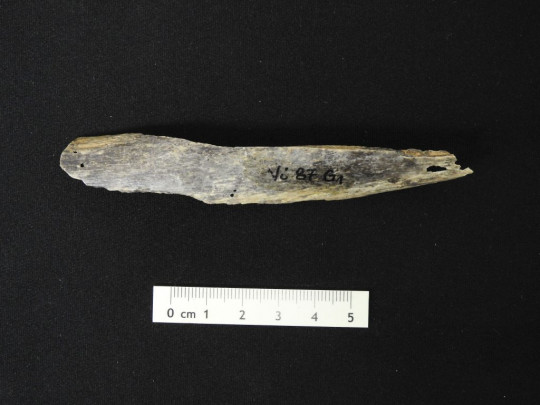 Bone_fragment_of_a_female_Neandertal_from_Vindija_cave_Croatia-1024x768