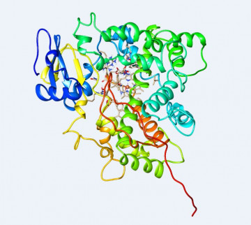 Simulación de la estructura tridimensional de una enzima P450 de planta. / DTU