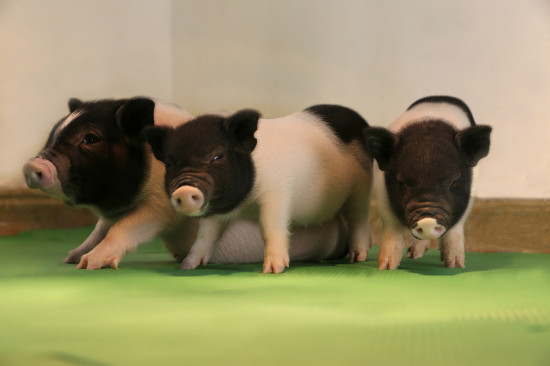 Cerdos modificados por CRISPR. (eGenesis)