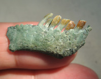 Mandíbula derecha y dientes de Chilesaurus. Fernando Novas