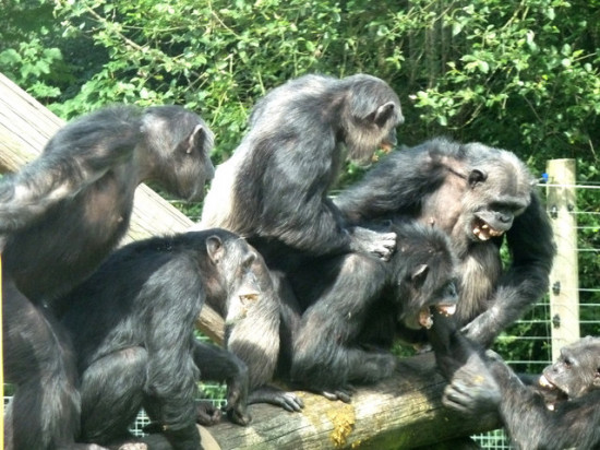 Aunque las peleas entre otros primates, como los chimpancés, son habituales, no responden al sentimiento de odio consciente, como el humano. / Chris Allen