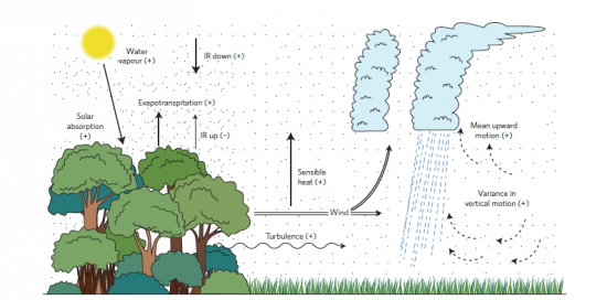Dinámica atmosférica inducida por la frontera entre las zonas de bosque y sin masa forestal. /© 1984, American Meteorological Society