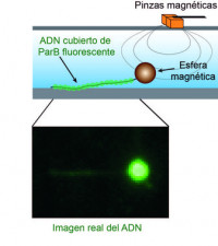 Como-ver-y-manipular-simultaneamente-una-unica-molecula-de-ADN_image_380