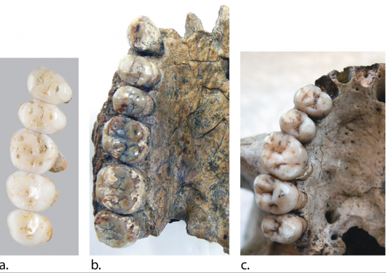 Dentadura de H. Luzonensis, H. Herectus y H. Sapiens / © Callao Cave Archaelogy Projet