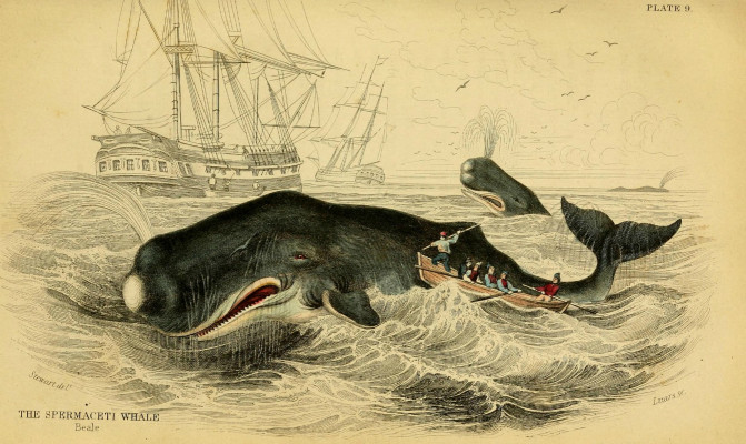 could-sperm-whale-heads-sink-ships_ Biodiversity Heritage Library