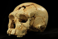 Craneos-de-Atapuerca-con-rasgos-neandertales-y-primitivos-iluminan-la-evolucion-humana_image_380