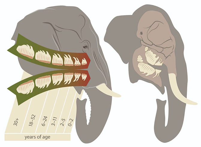 Crecimiento de los dientes de los elefantes