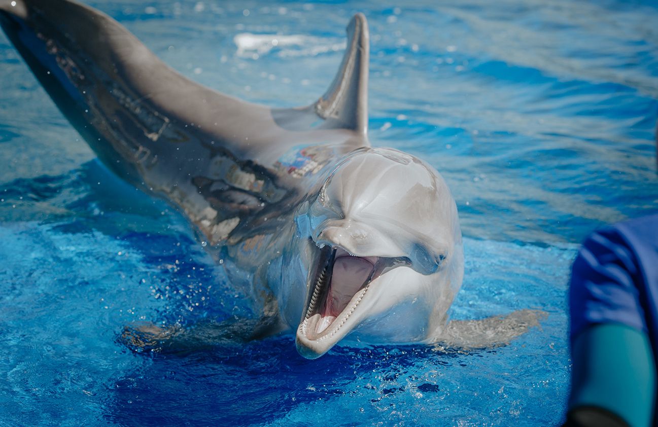Delfín en el Oceanogràfic de Valencia. / Oceanogràfic