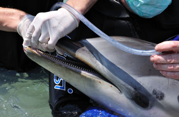 delfines_enfermos2
