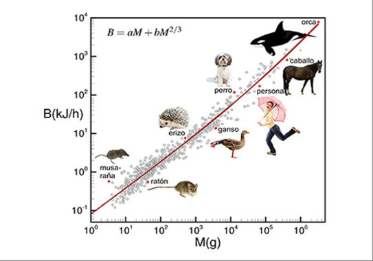Relaciones empíricas entre el metabolismo basal y la masa corporal para diferentes animales / Fernando J. Ballesteros et al