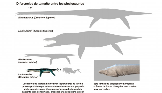 Diferencias de tamaños de plesiosaurios