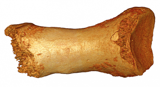 Vista dorsal del hueso del dedo Denisovan Neandertal / (C) Bence Viola