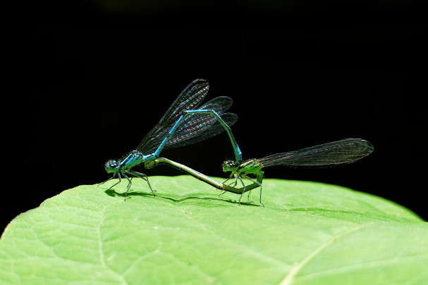 dragonfly-3038028_1920