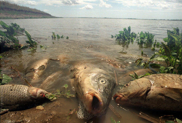Miles de peces aparecieron muertos en las orillas del Guadalquivir, víctimas del vertido tóxico de las minas de Aznalcóllar / EFE