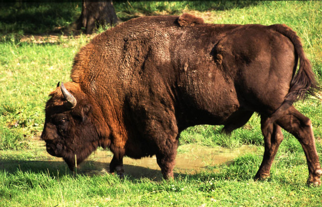 Ejemplar de bisonte europeo. / encyclopedia of life