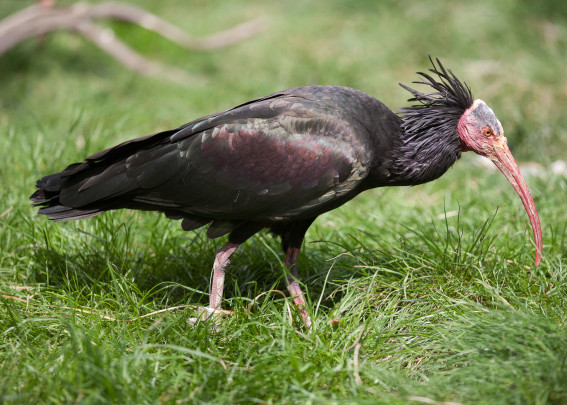 Ejemplar de Ibis eremita. / Encyclopedia of life