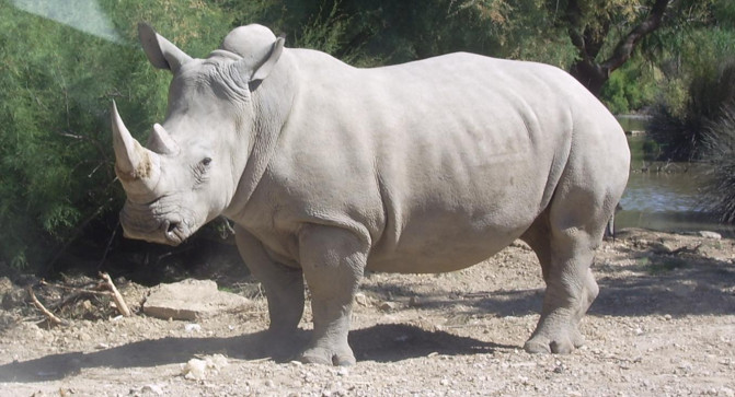 Ejemplar de rinoceronte blanco. / Wikipedia