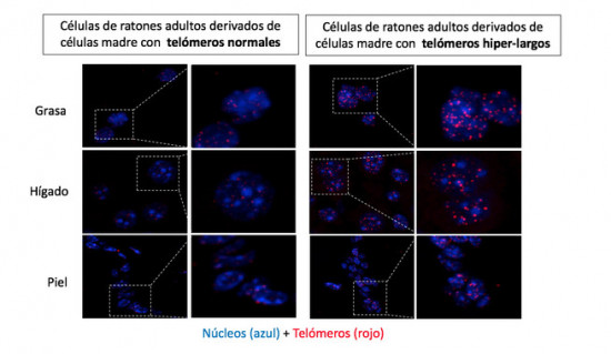 El-CNIO-consigue-los-primeros-ratones-nacidos-con-telomeros-hiperlargos-y-demuestra-que-es-posible-prolongar-la-vida-sin-ninguna-modificacion-genetica2_image_380