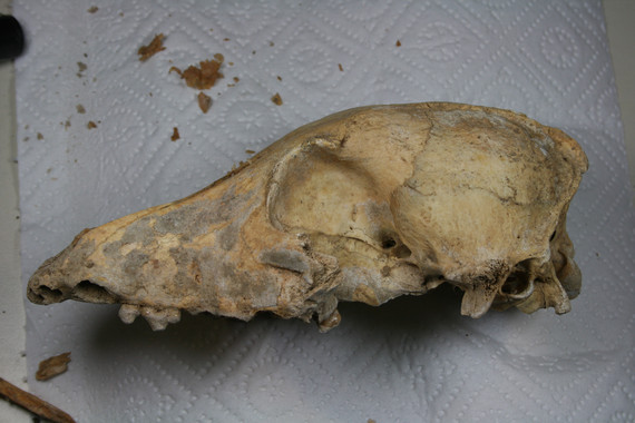 El-genoma-de-los-perros-europeos-persiste-desde-el-Neolitico_image_380