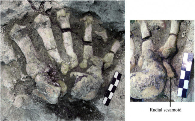 Restos fósiles de una pata delantera de la especie Indarctos arctoides en el yacimiento del Cerro de los Batallones 3 (Madrid). / Marta Pina