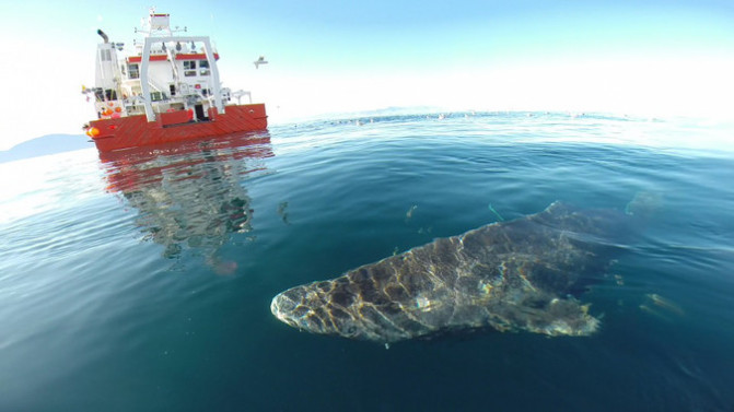 El-tiburon-de-Groenlandia-nuevo-record-de-longevidad-entre-los-vertebrados_image_380