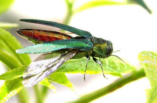 Barrenador esmeralda del fresno (Agrilus planipennis) / IUCN