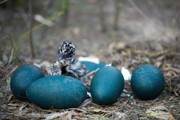 emú_Barry Armstead Photography emú_Barry Armstead Photography