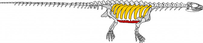 Esqueleto del cuerpo de Pappochelys visto desde el lateral. / Rainer Schoch