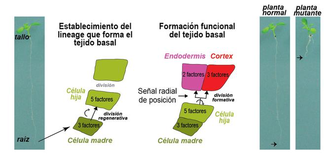 esquema